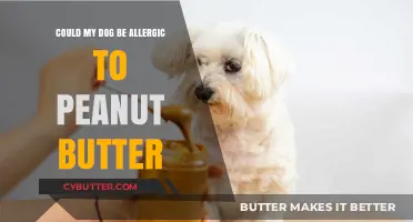 Could My Dog Be Allergic to Peanut Butter?