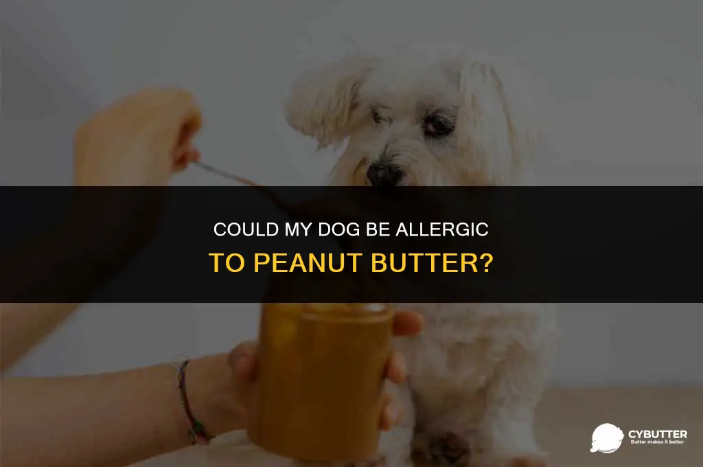 could my dog be allergic to peanut butter