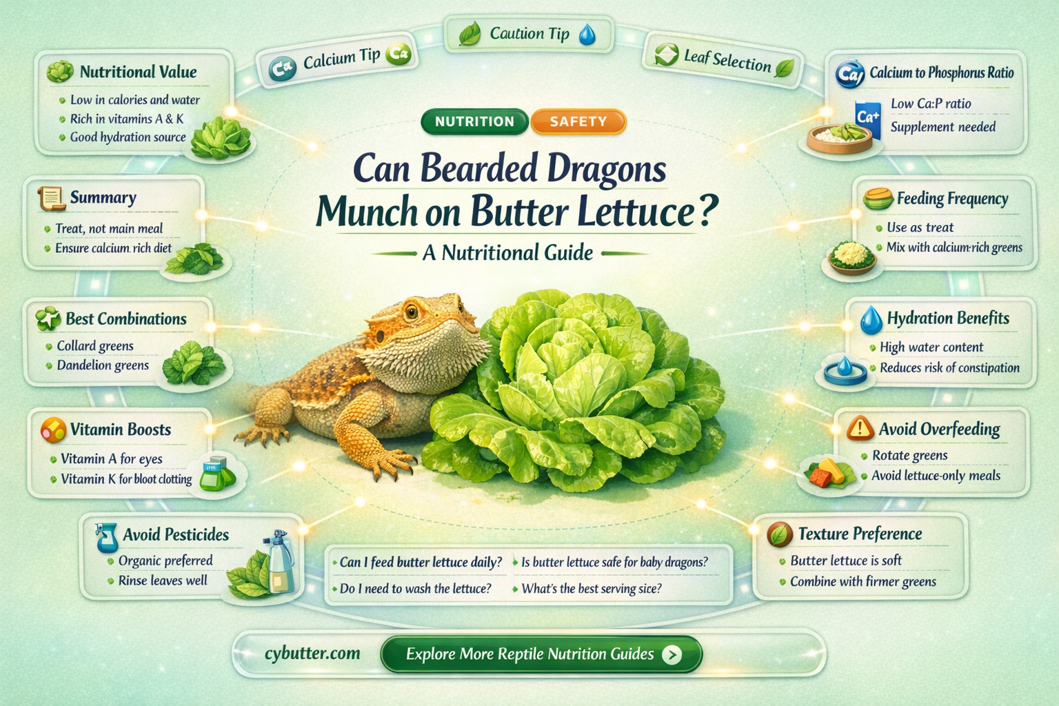 can bearded dragons eat butter lettuce