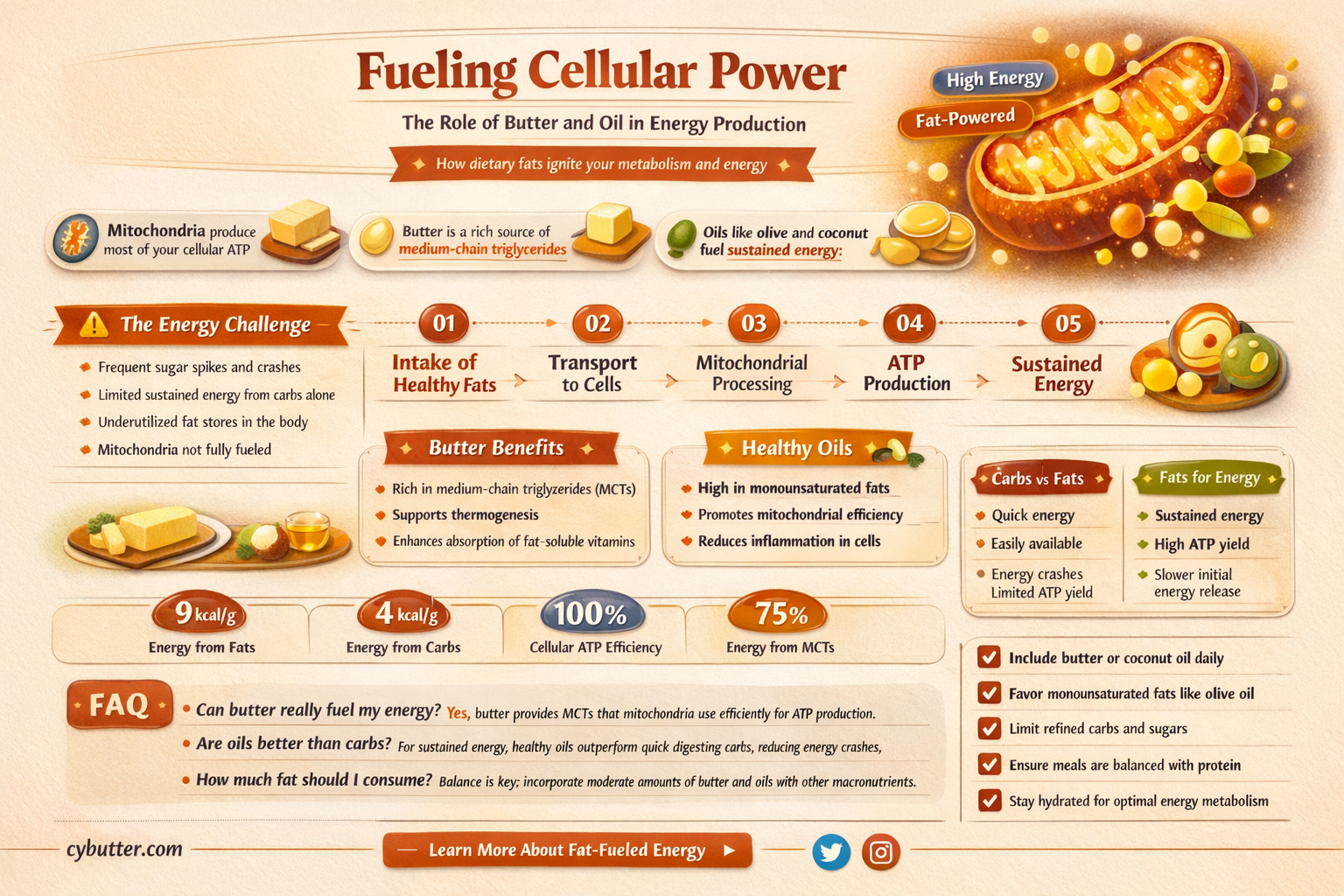 do butter and oil provide energy for cells