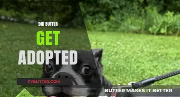 Did Butter Find a Forever Home? Adoption Update and Story