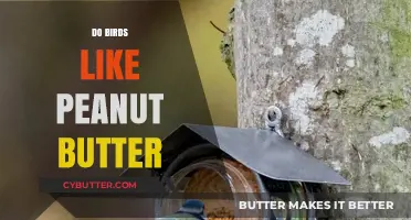 Feathered Friends and Nutty Delights: Do Birds Like Peanut Butter?