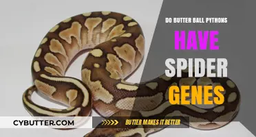 Unraveling the Myth: Do Butter Ball Pythons Carry Spider Genes?