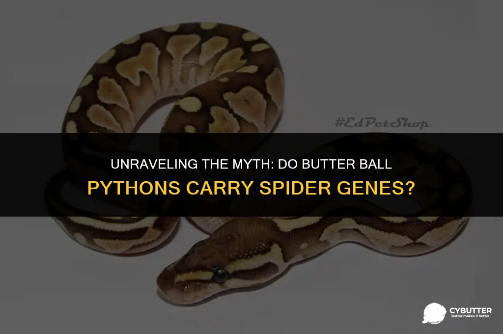 do butter ball pythons have spider genes