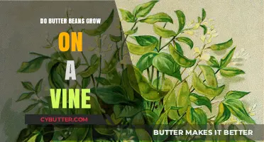 Unveiling the Climbing Secrets of Butter Beans: A Vine-Based Journey