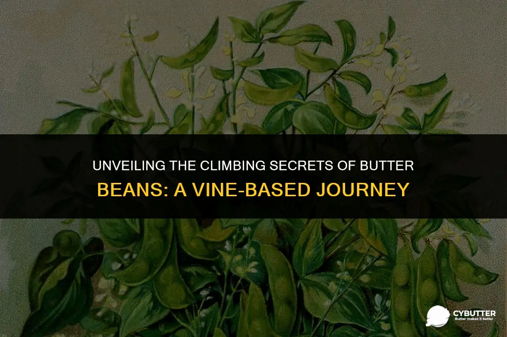 do butter beans grow on a vine