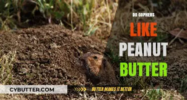 Gopher Gourmet: Do These Critters Crave Peanut Butter?