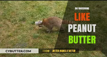 Raccoon's Delight: The Surprising Truth About Peanut Butter