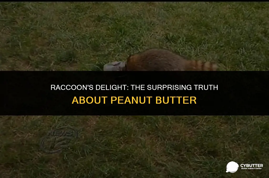 do raccoons like peanut butter