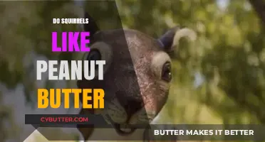 Squirrels' Peanut Butter Obsession: Myth or Reality?