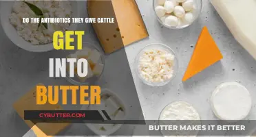 Antibiotics in Cattle: Do They End Up in Our Butter?