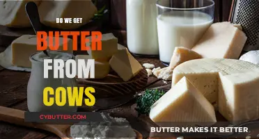 From Cows to Butter: Unraveling the Dairy Production Mystery