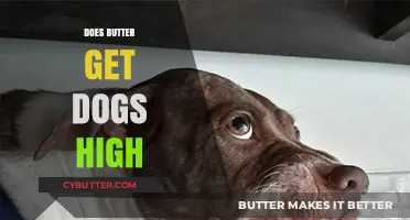 Can Butter Affect Dogs' Behavior? Unraveling the Myth of a High