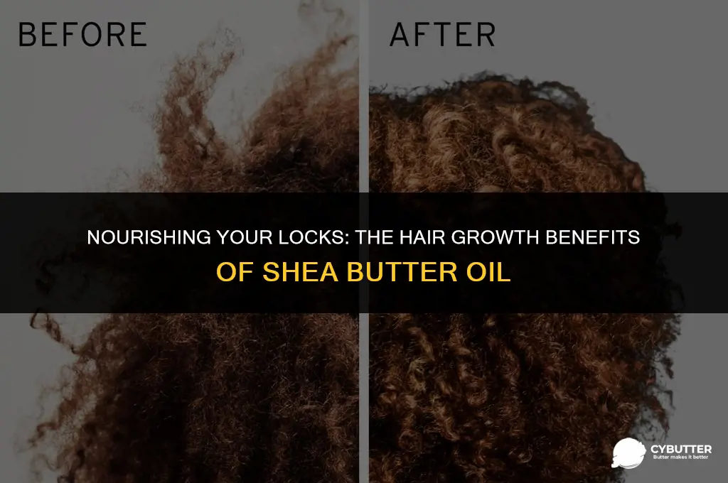 does shea butter oil help hair growth