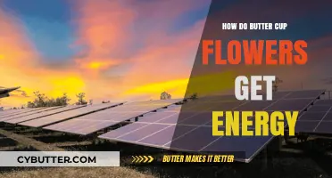 How Buttercup Flowers Harness Solar Energy for Growth and Survival