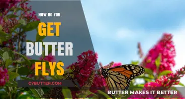 Attracting Butterflies: Simple Tips to Invite Fluttering Beauty to Your Garden