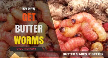 How to Find and Harvest Butter Worms: A Complete Guide