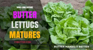 From Seed to Harvest: The Journey of Butter Lettuce Maturation