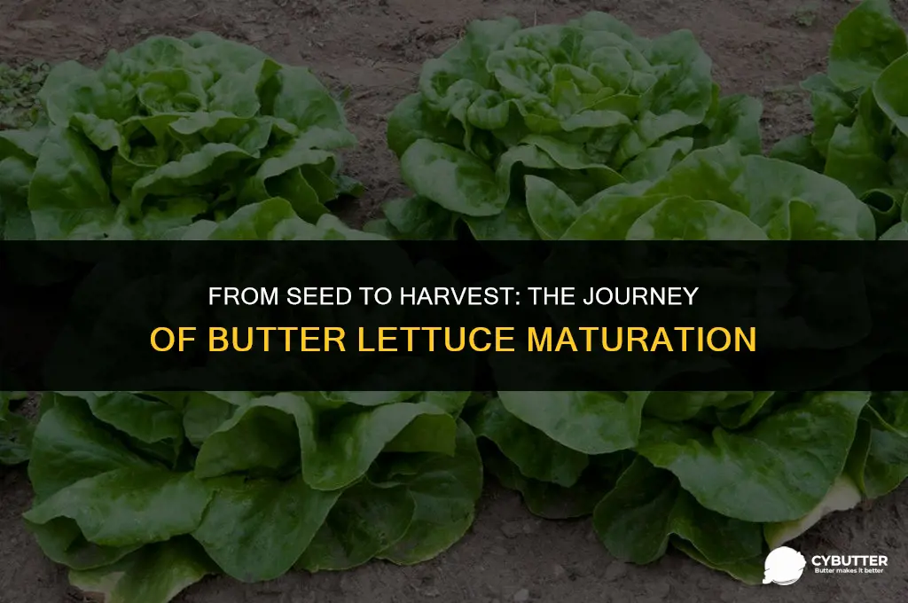 how long before butter lettucs matures