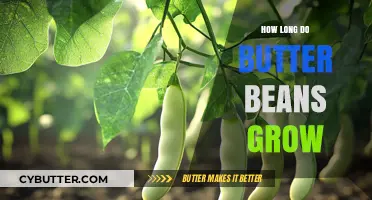 From Seed to Harvest: The Butter Bean Growth Timeline Explained