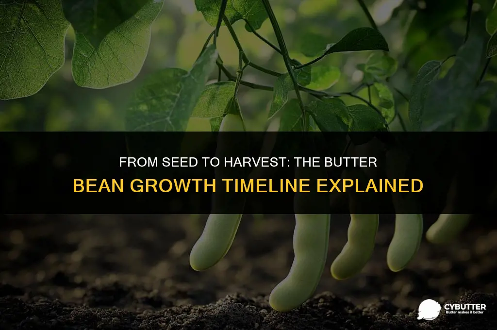 how long do butter beans grow