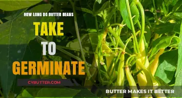From Seed to Sprout: The Germination Journey of Butter Beans