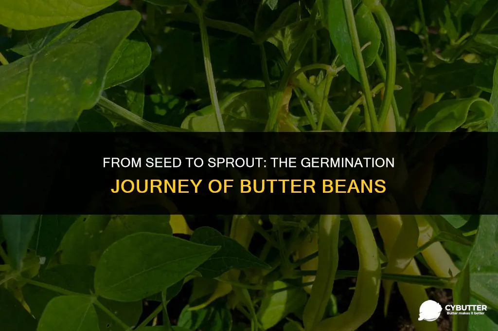 how long do butter beans take to germinate