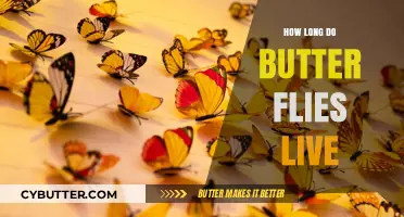 The Delicate Dance of Life: Understanding a Butterfly's Lifespan