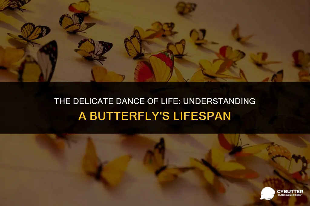 how long do butter flies live