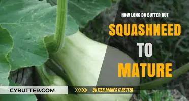 From Seed to Harvest: The Maturation Journey of Butternut Squash