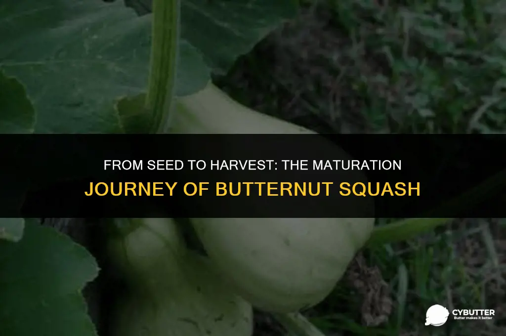 how long do butter nut squashneed to mature