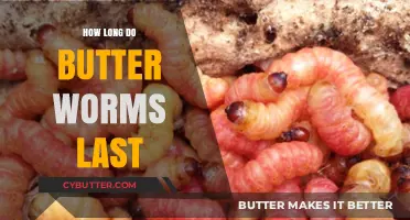 The Lifespan of Butterworms: A Comprehensive Guide