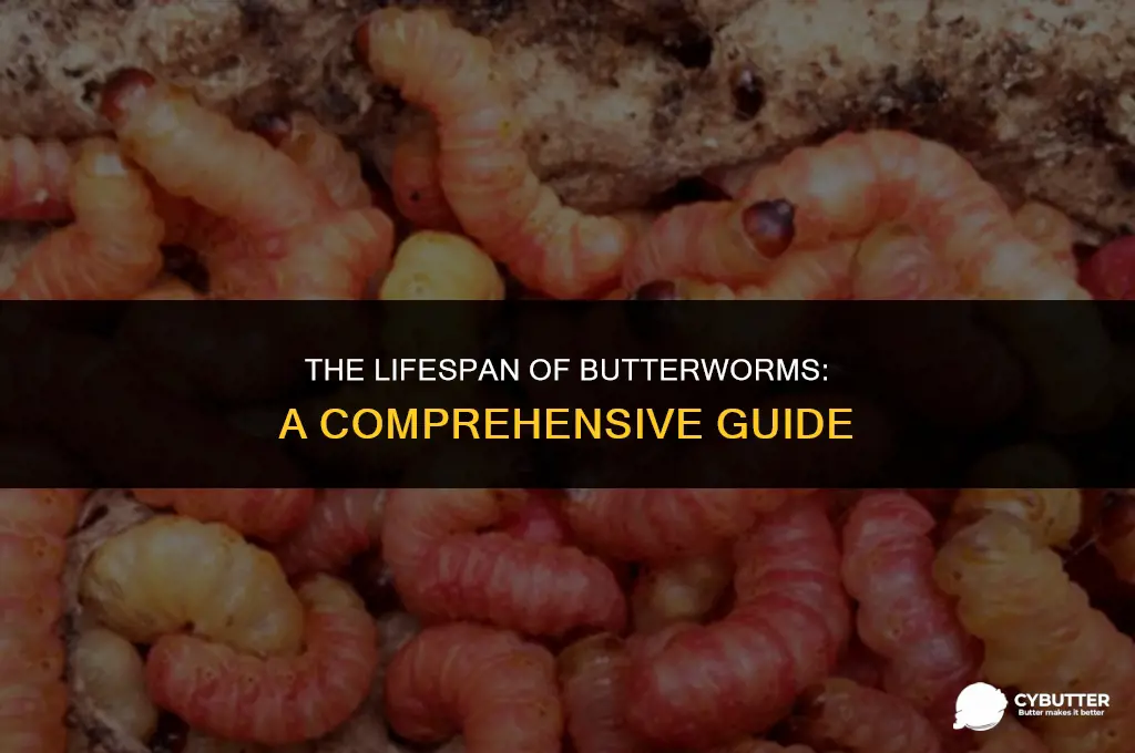 how long do butter worms last