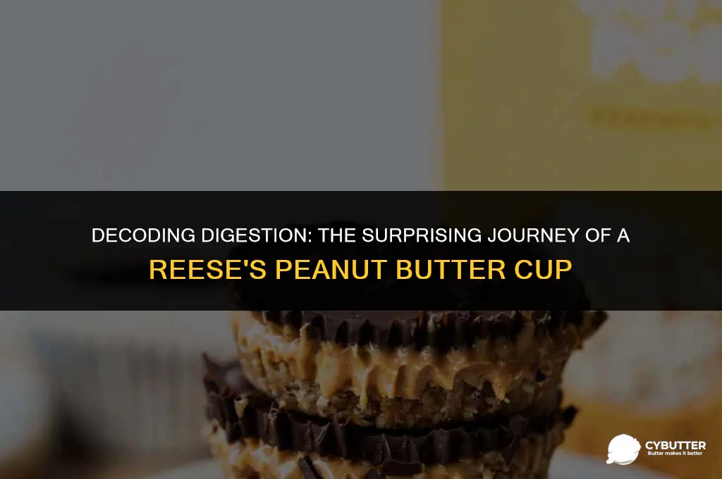 how long do digest a reese