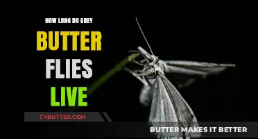 The Lifespan of Grey Butterflies: A Comprehensive Guide