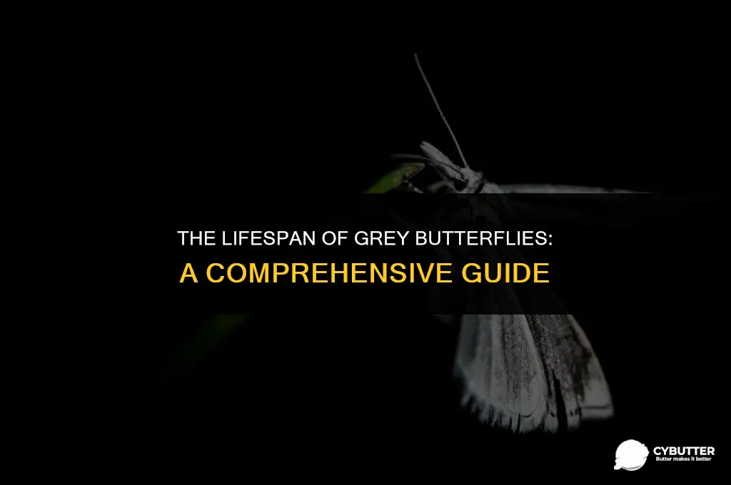 how long do grey butter flies live