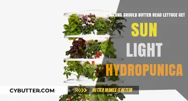 Optimal Sunlight Duration for Hydroponic Butterhead Lettuce Growth