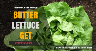 Optimal Sunlight for Butter Lettuce: Balancing Growth and Health