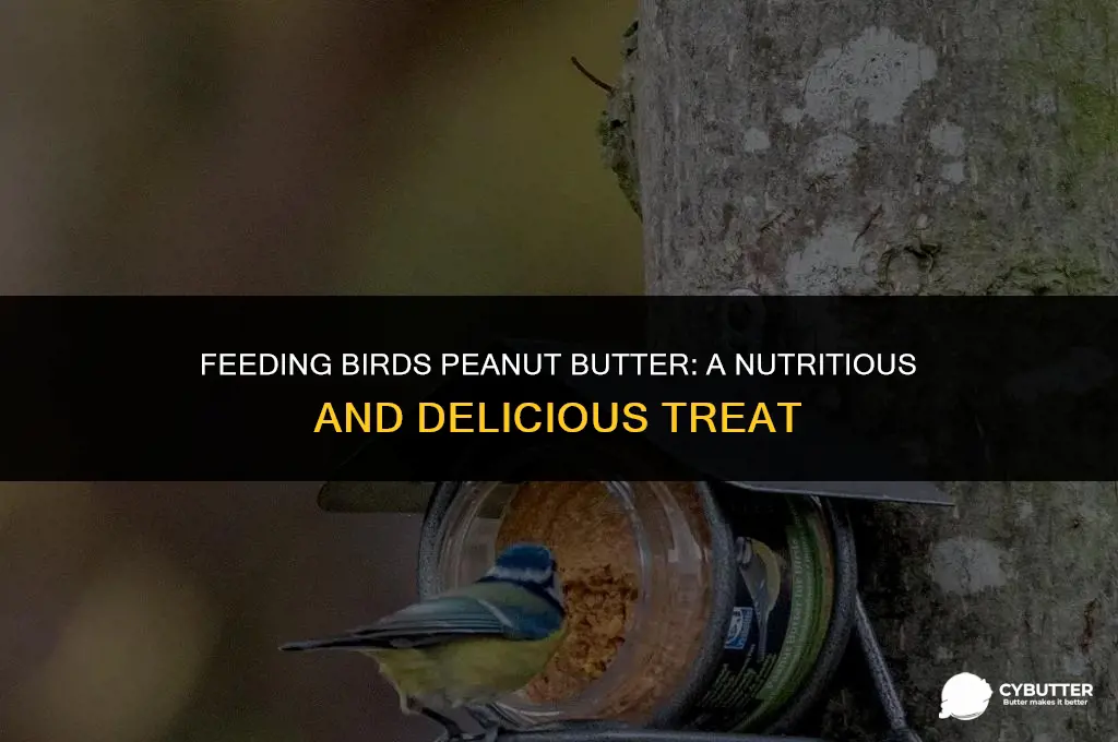 how to feed peanut butter to birds