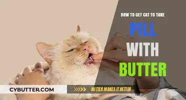 Butter Up Your Cat: Easy Pill-Giving Tips for Feline Friends