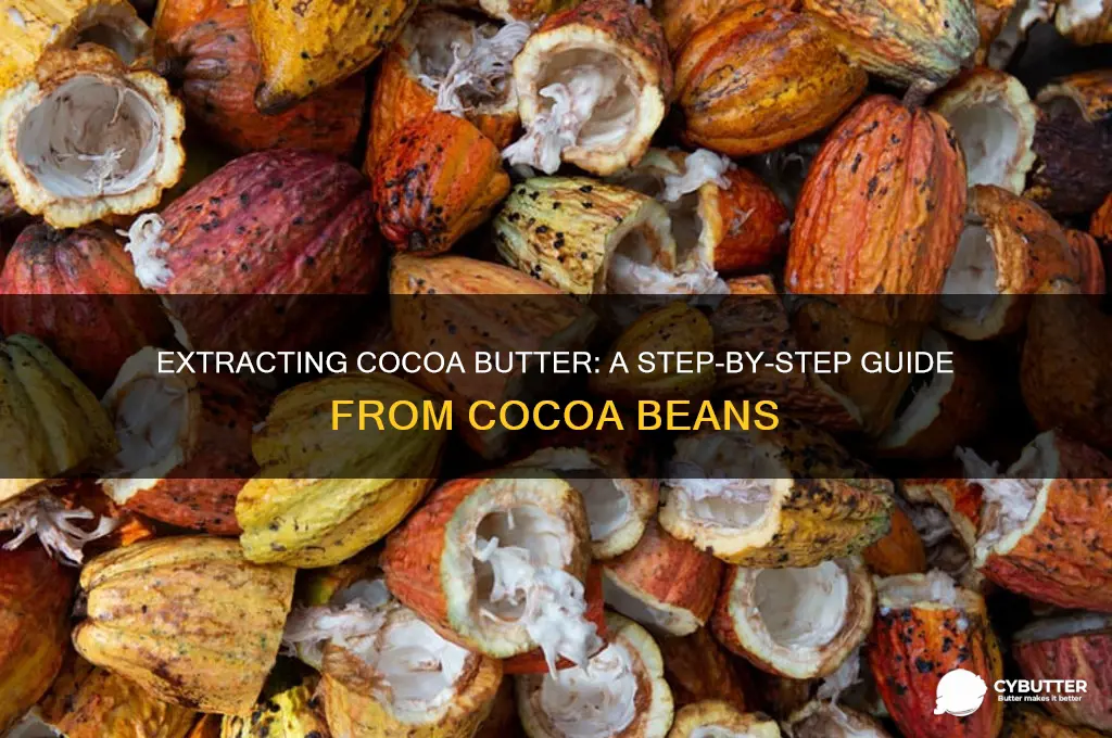 how to get cocoa butter from cocoa beans