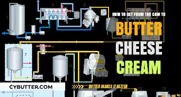From Cow to Cream: A Dairy Journey to Butter and Cheese