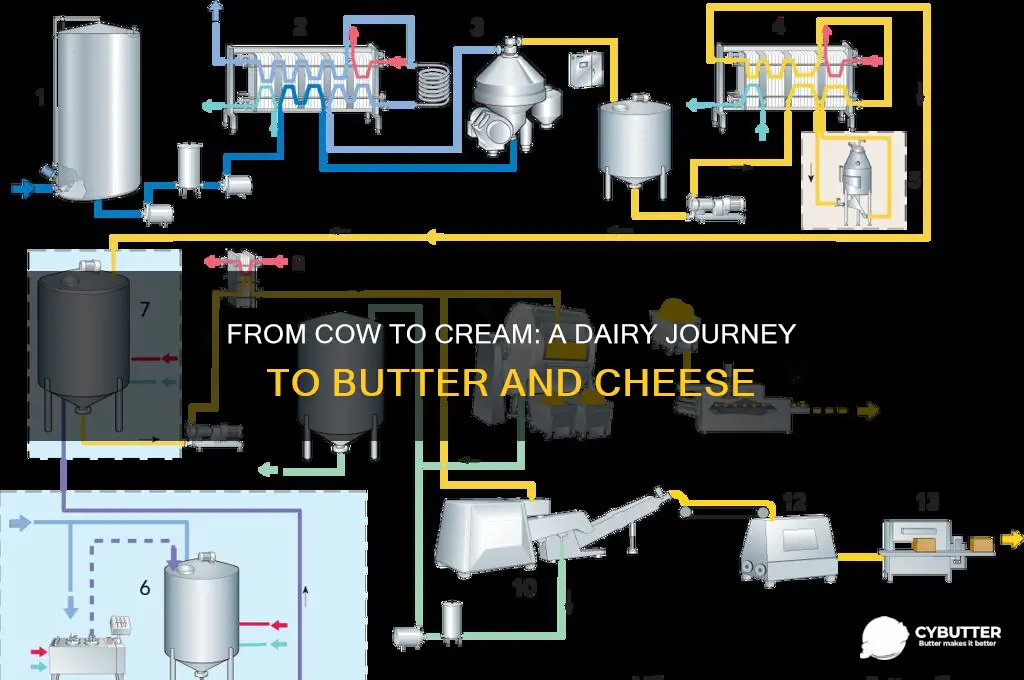 how to get from the cow to butter cheese cream