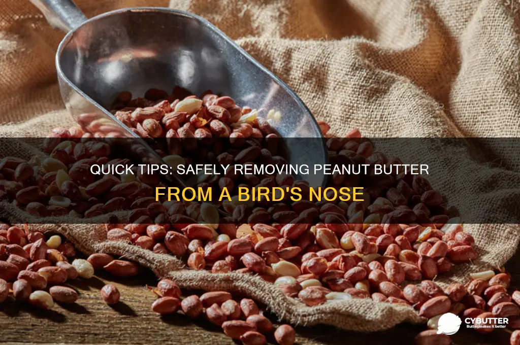 how to get peanut butter out of a bird