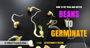Mastering Germination: Tips for Growing Peas and Butter Beans Successfully