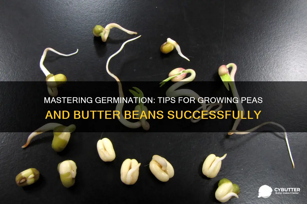 how to get peas and butter beans to germinate
