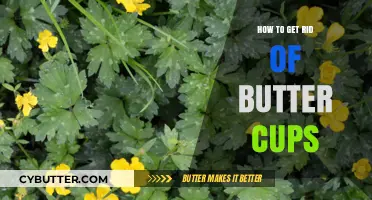 Effective Strategies to Eliminate Buttercups from Your Garden Naturally
