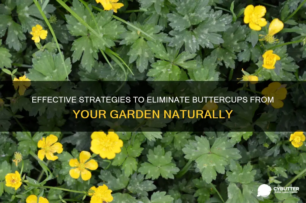 how to get rid of butter cups