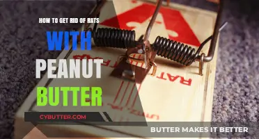 Effective Rat Removal: Using Peanut Butter as a Bait Solution