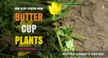 Growing Starter Plants from Buttercup Seeds: A Beginner’s Guide